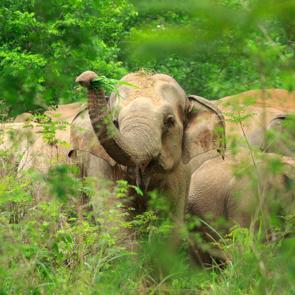 Herd of Asian elephants in undergrowth