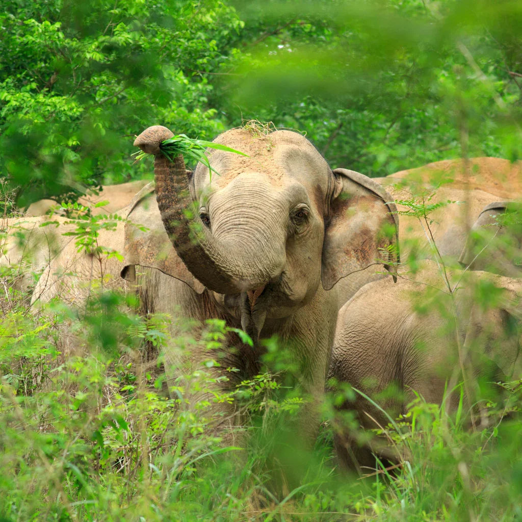 Herd of Asian elephants in undergrowth