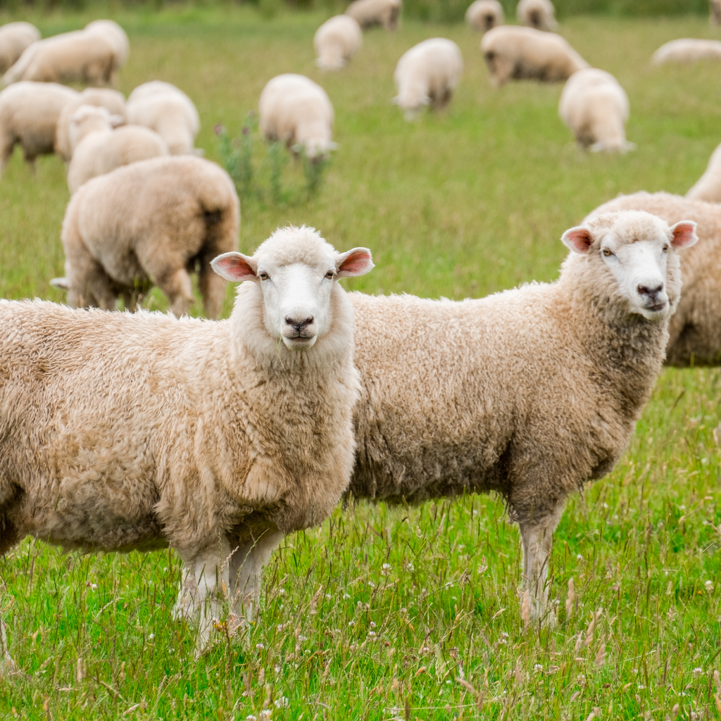 New Zealand sheep grazing in a field