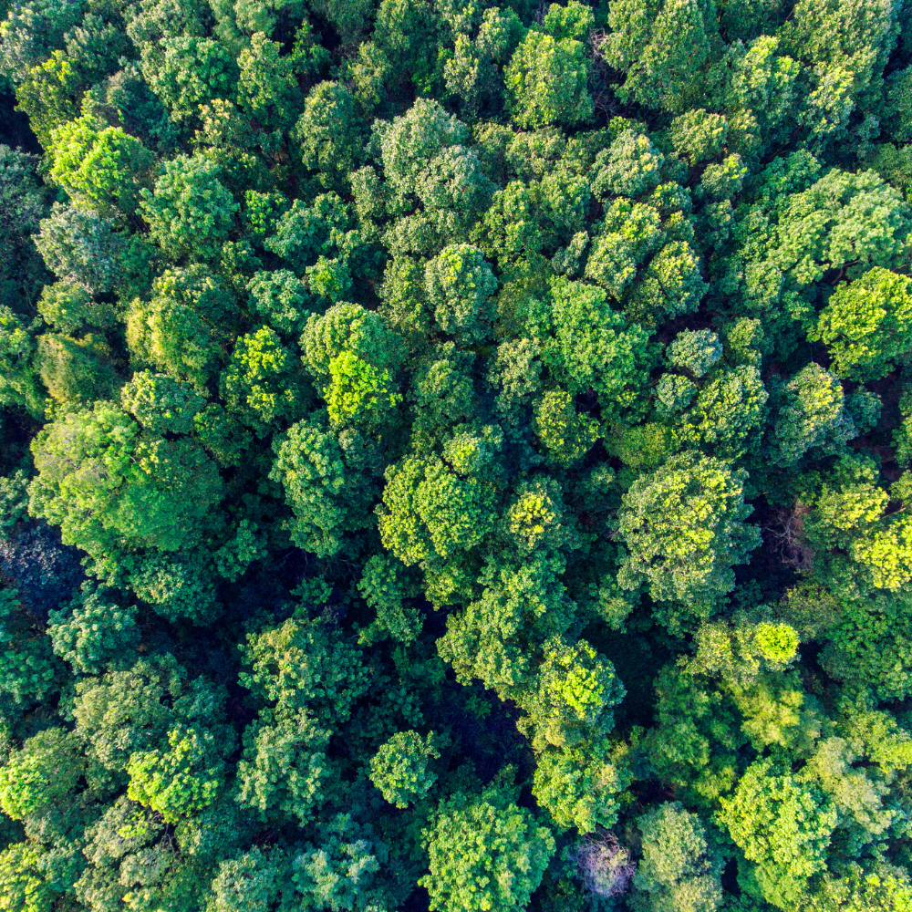 View from above of a patch of rain-forest