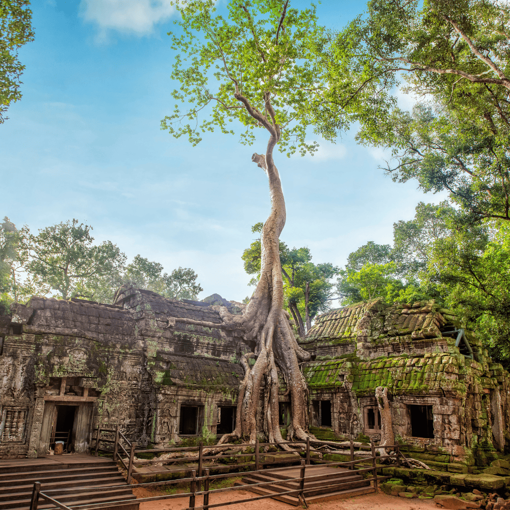 Ta Phrom Temple Siem Reap Cambodia